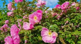 Kamarikuoro Key Ensemble toivottaa mukavaa kesää 2025!